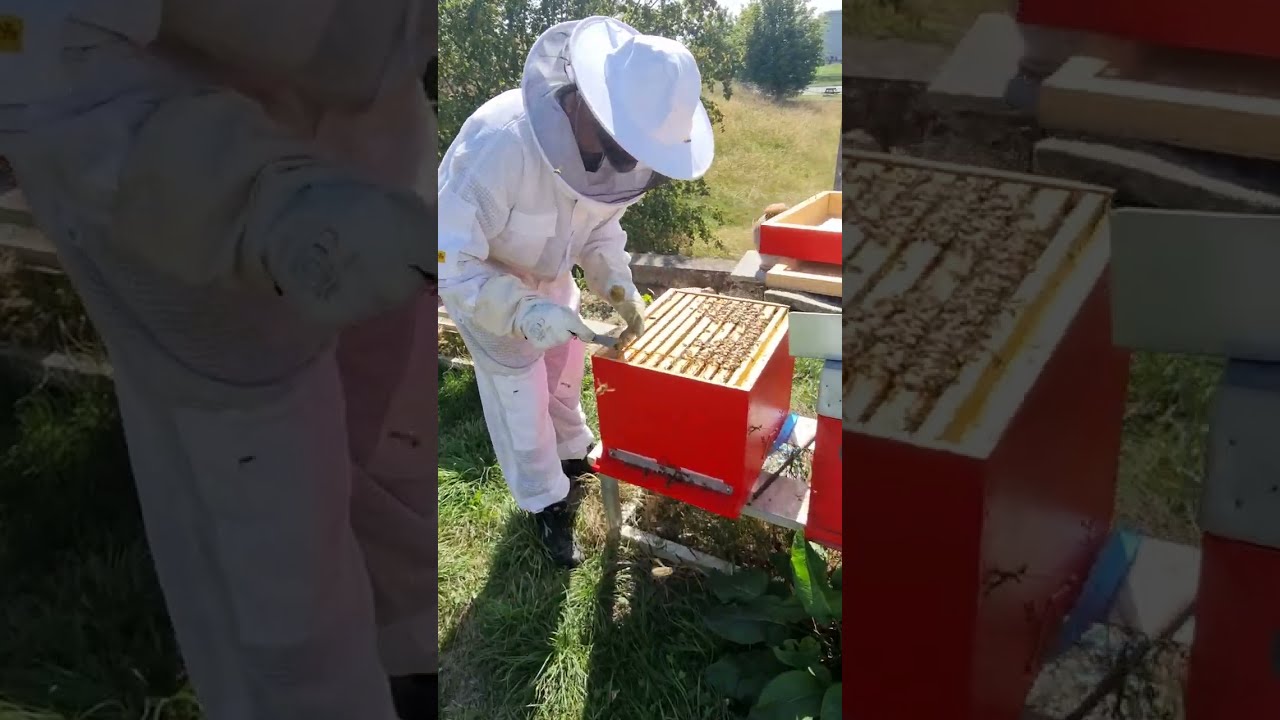 Tutorial: Acide formique en bandelette 2 traitement, résultats.