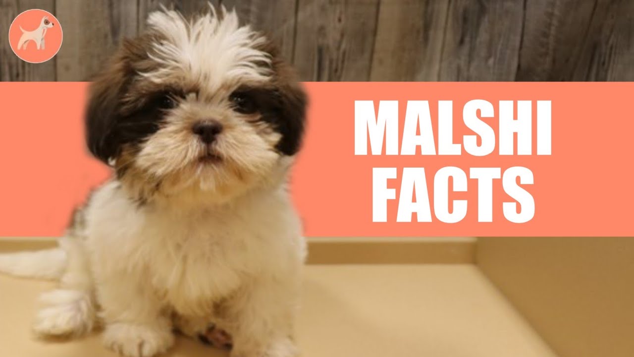 Maltese Shih Tzu (Malshi) Dog Breed: 10 Amazing Facts You Must Know