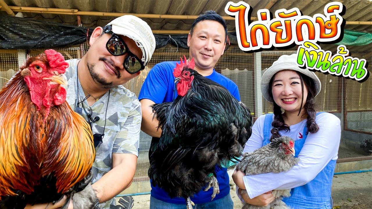 ไก่ยักษ์ เงินล้าน  Imported chicken farm.