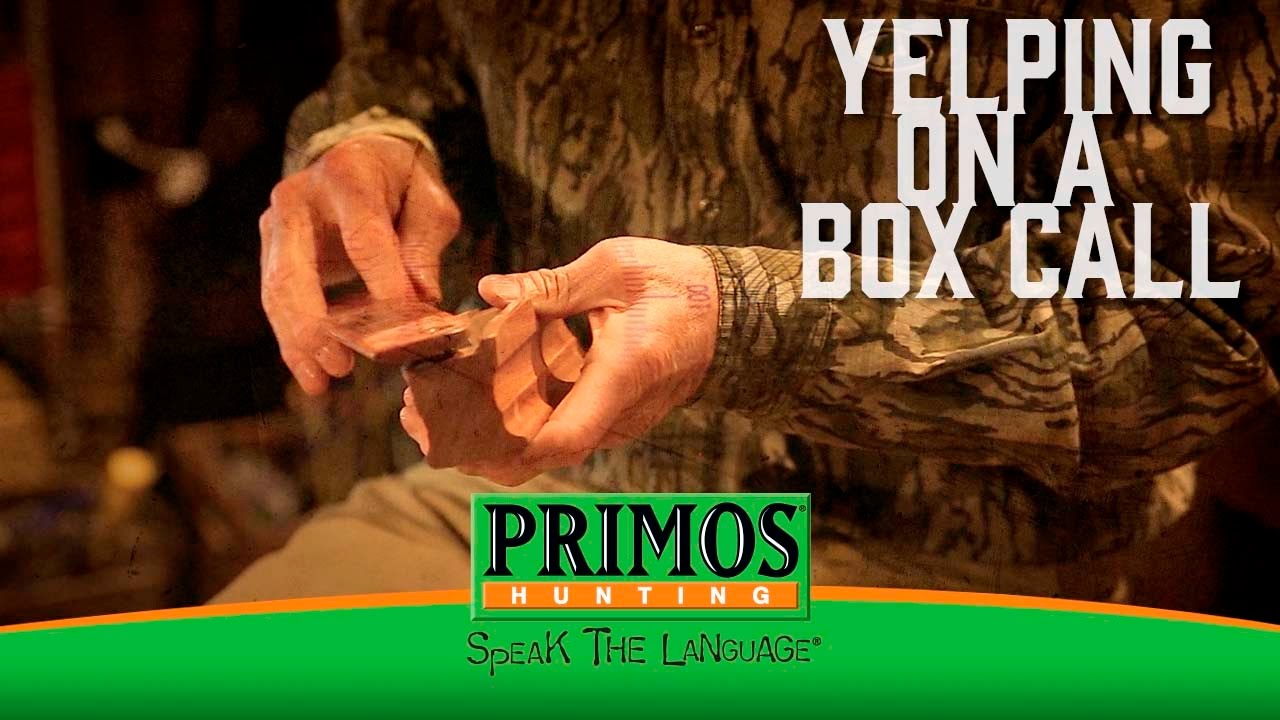 Learn How to Yelp on a Box Call