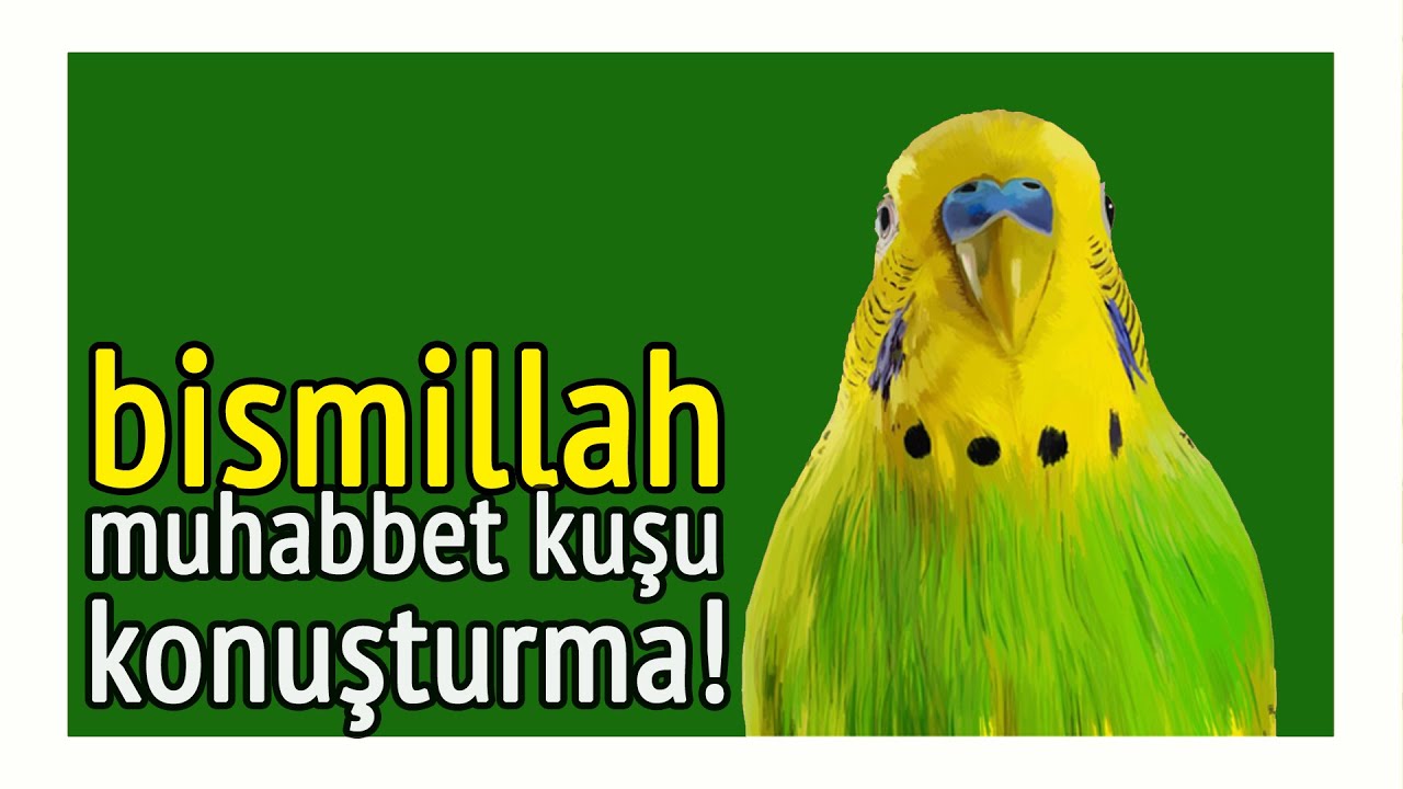 Bismillah - Muhabbet Kuşu Konuşturma Kaydı!