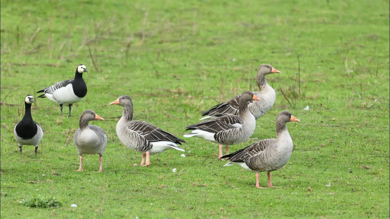 Grauwe gans en brandgans