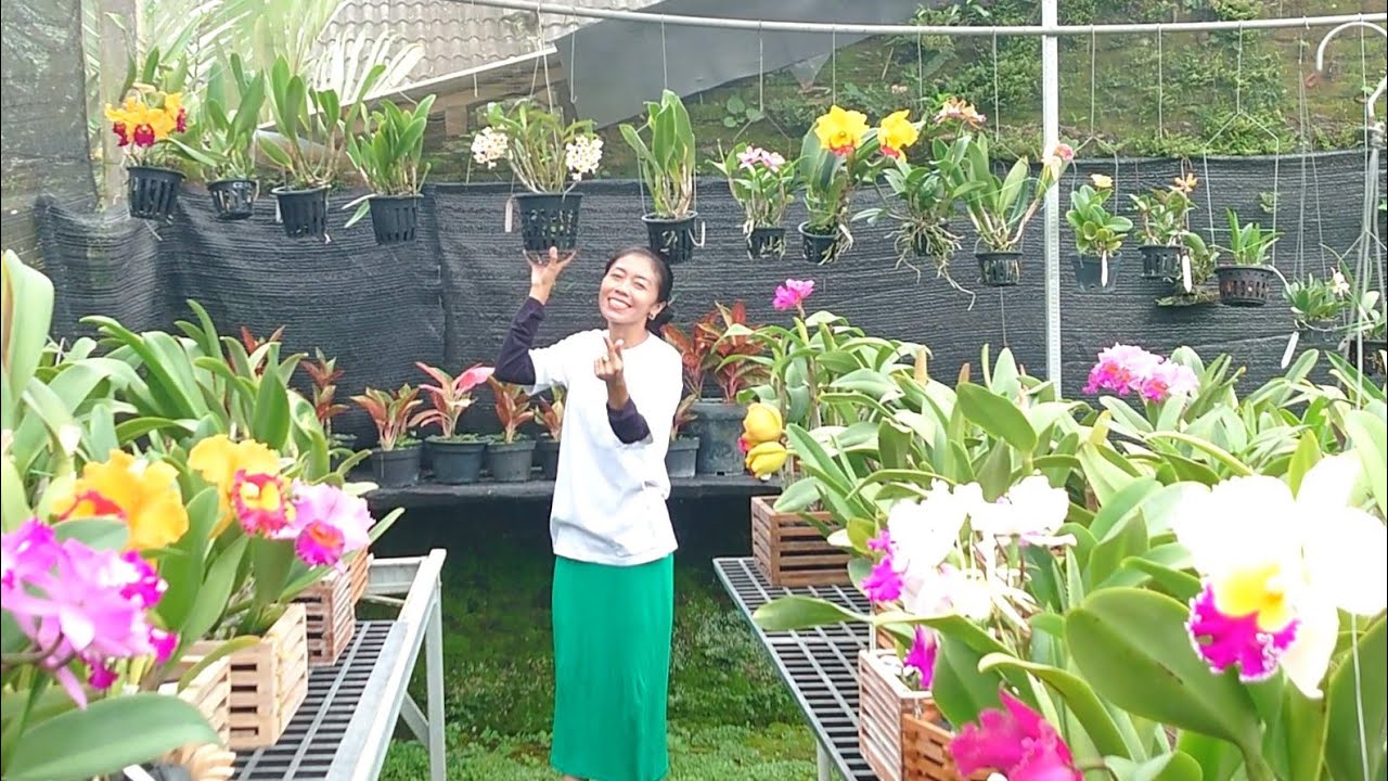 Berkualitas Bahan sultan Anggrek Cattleya berbunga atau knop sehat bunga besar /medium harga murah 