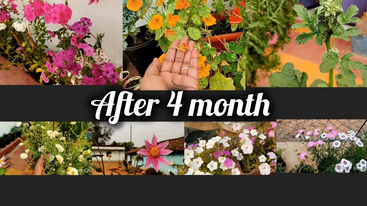 Meesho winter flower update after 4 month❤️❤️💜💜