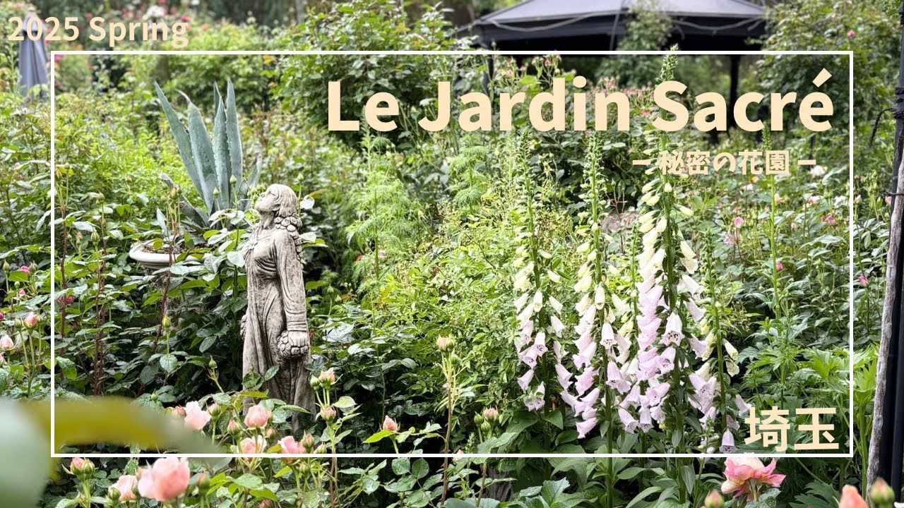 ルジャルダンサクレ🌹開花前/夏を乗り切るには？好きなことを続けるには？