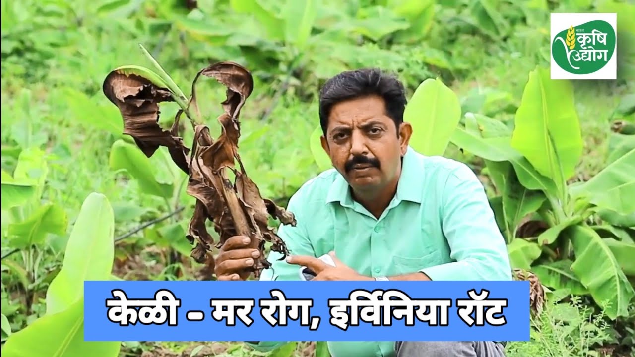 |केळी -एर्विनिया रॉट | मर रोग - लक्षणे आणि उपाय| भारत कृषी उद्योग|
