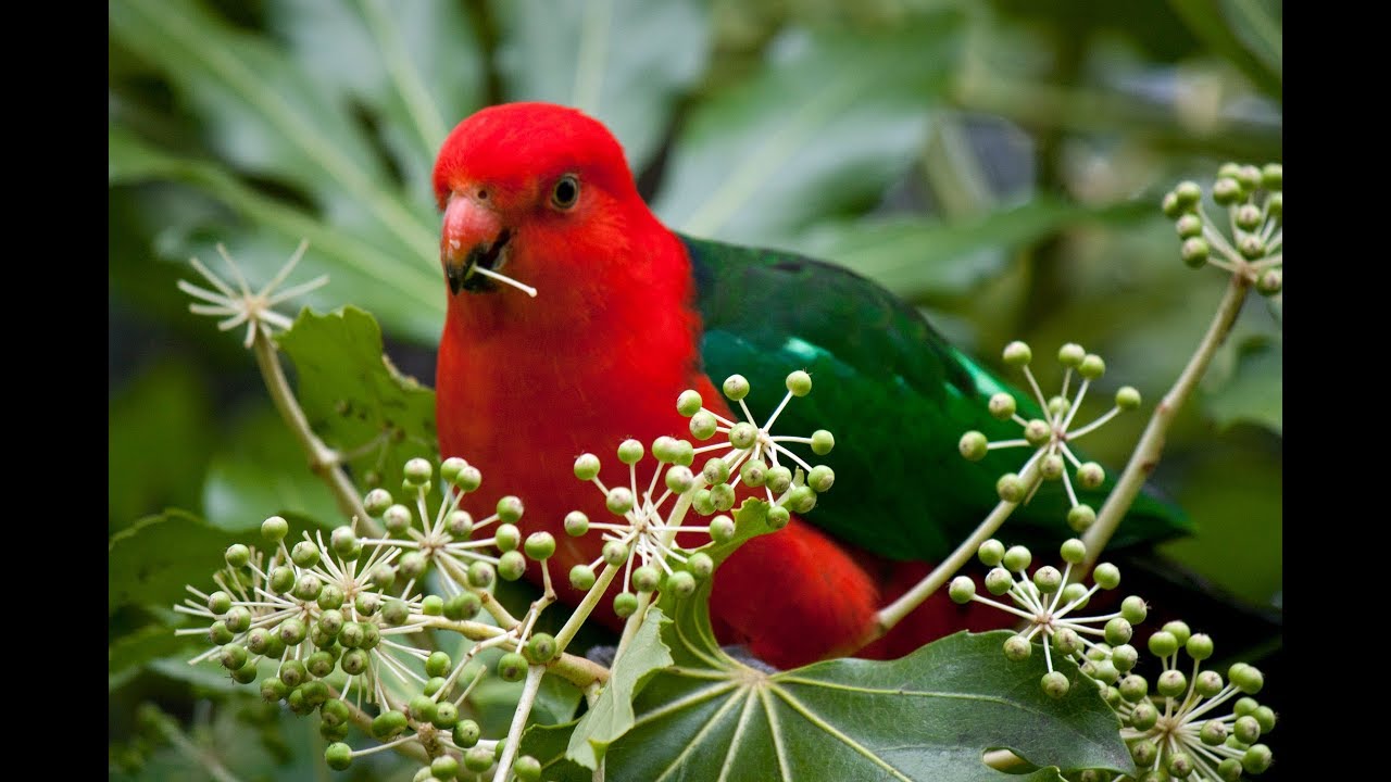 Pet Australian King Parrot - Male & Female - Bird Sounds
