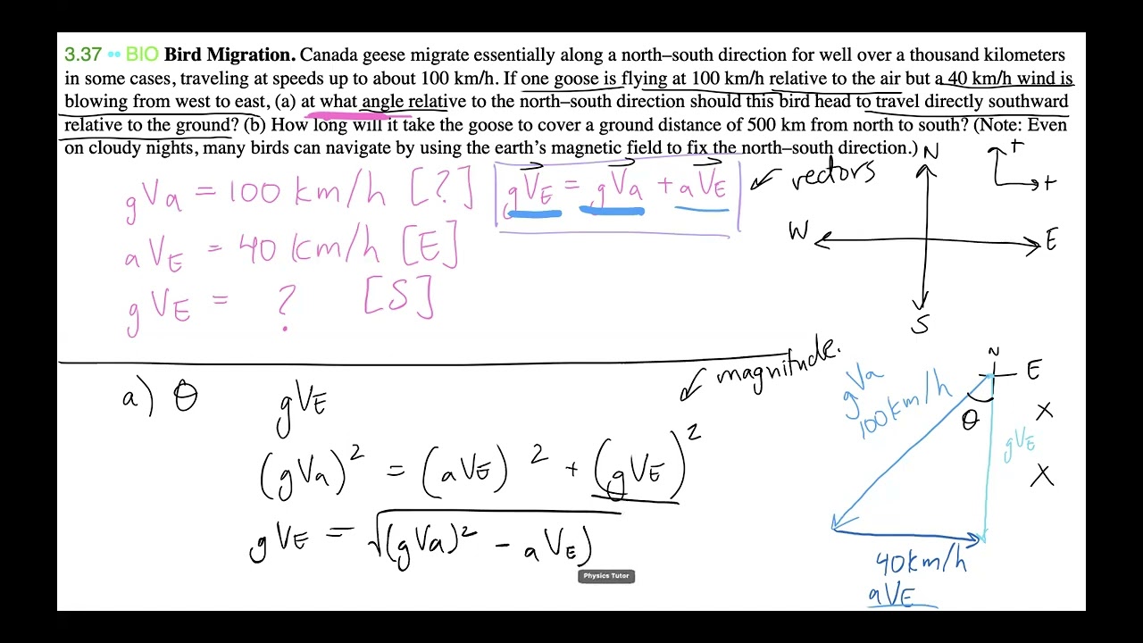 Bird Migration Relative Motion Question