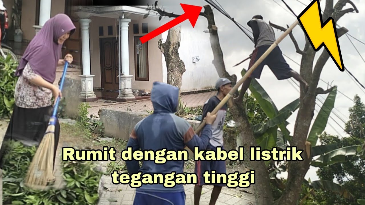 Tebang pohon depan rumah 