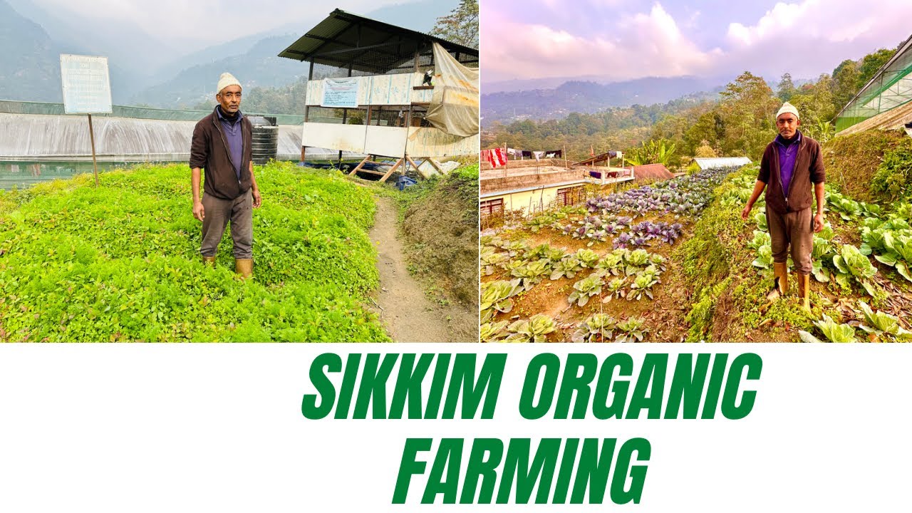 Sikkim Organic farming || Integrated Farming system ||Assam linzey village Pakyong District Sikkim|