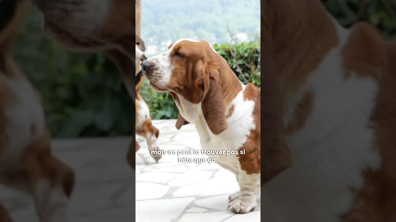 Le secret des grandes oreilles du Basset 🤫