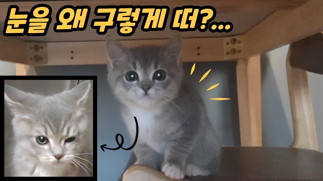 아기 고양이의 악귀모드? | 아기 고양이 4개월 차 우당탕탕 일상