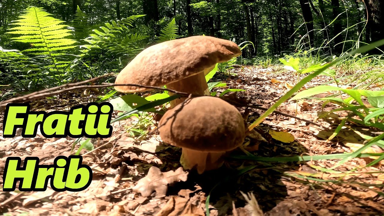 Am Iesit in Cautarea Hribilor cu Bicicleta prin Padurile Bucovinei!