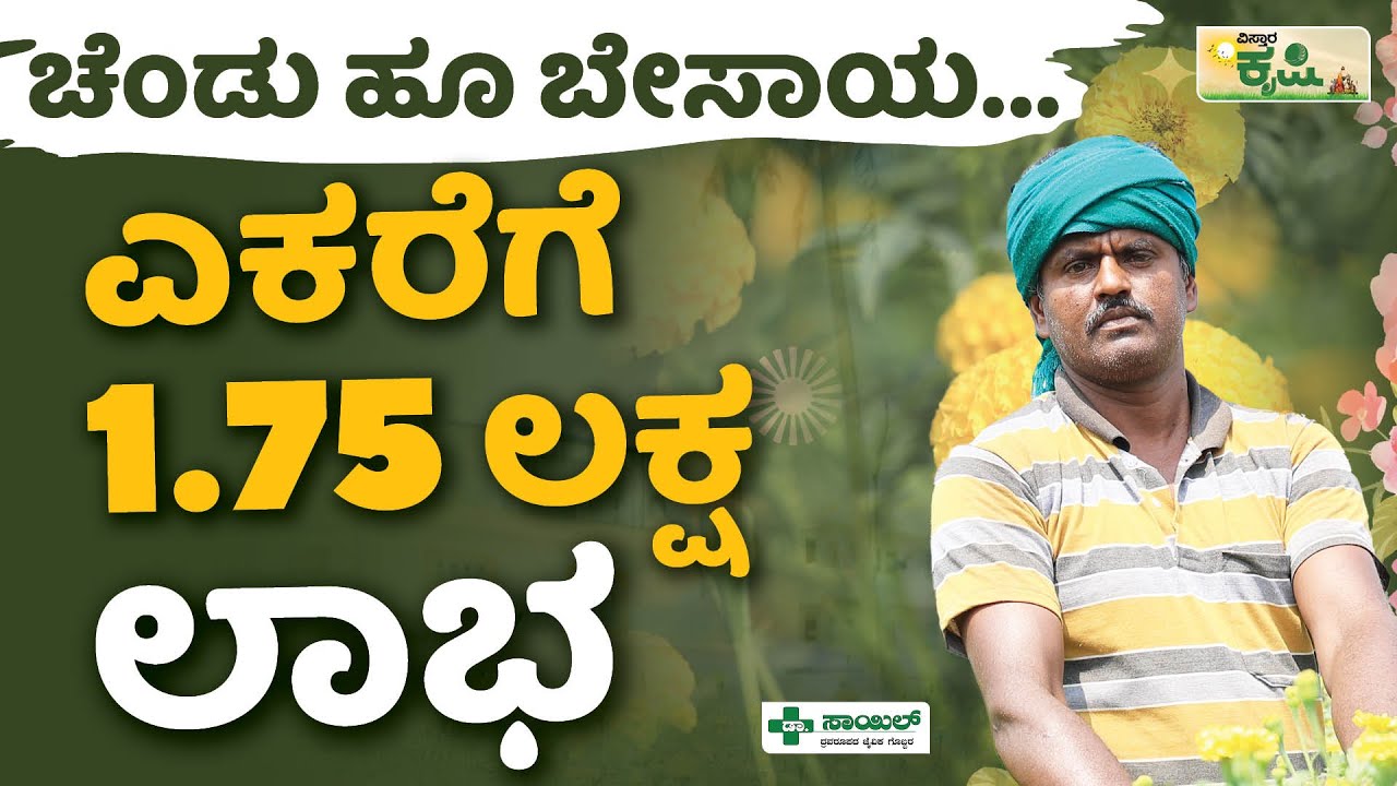 ಚೆಂಡು ಹೂ ಬೇಸಾಯ… ಎಕರೆಗೆ 1.75 ಲಕ್ಷ ಲಾಭ! | Vistara Krishi | Marigold Cultivation | ಕೃಷಿ ಖಜಾನೆ