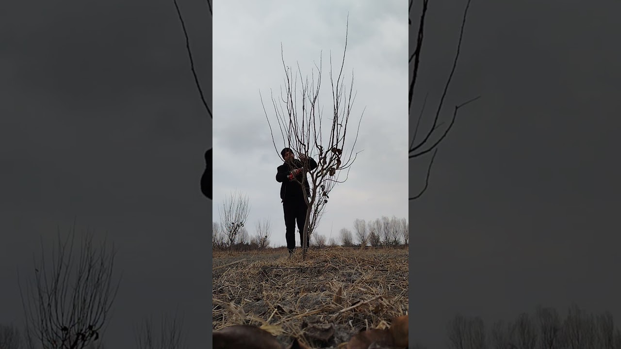 Pruning a four years old quince tree
