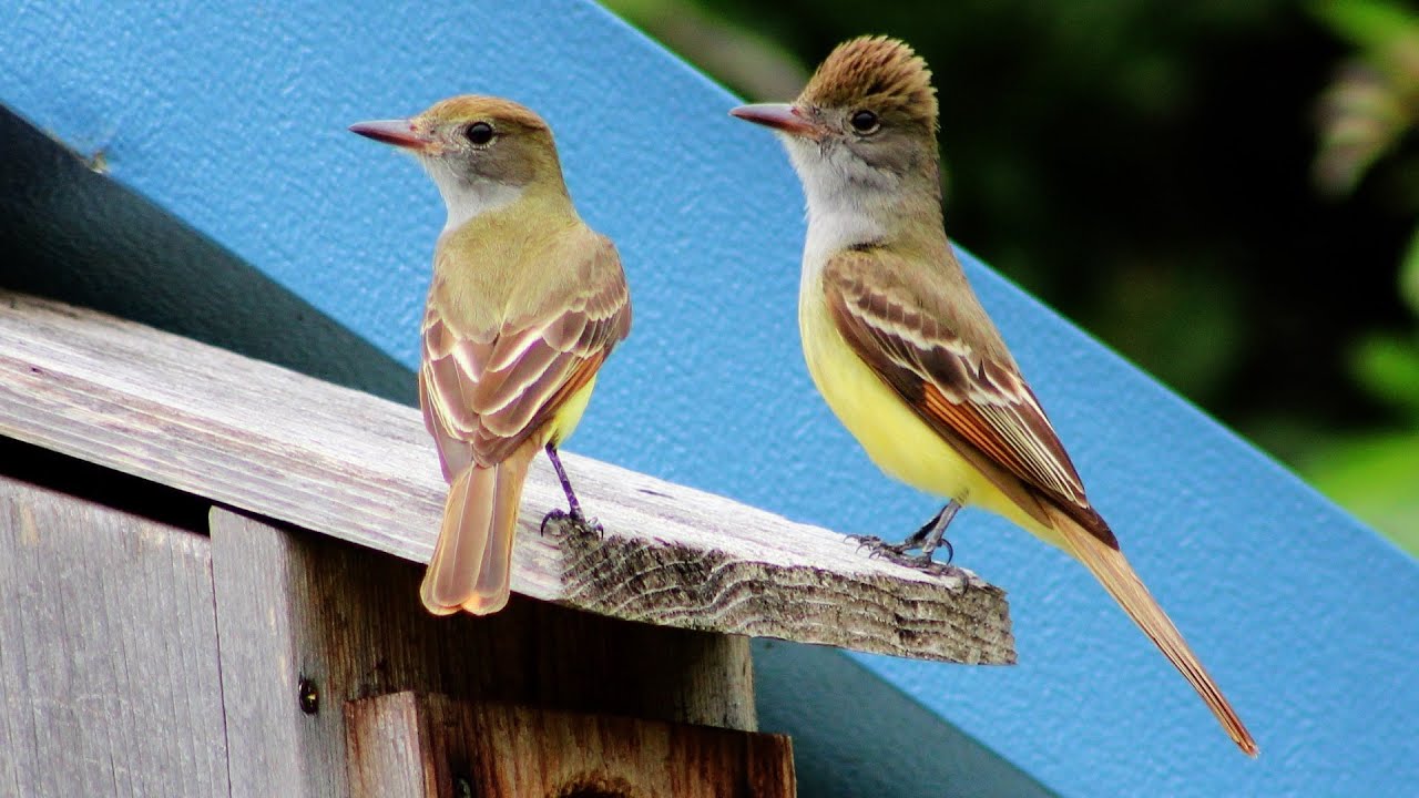 Great Crested Flycatcher Nest Box Documentary