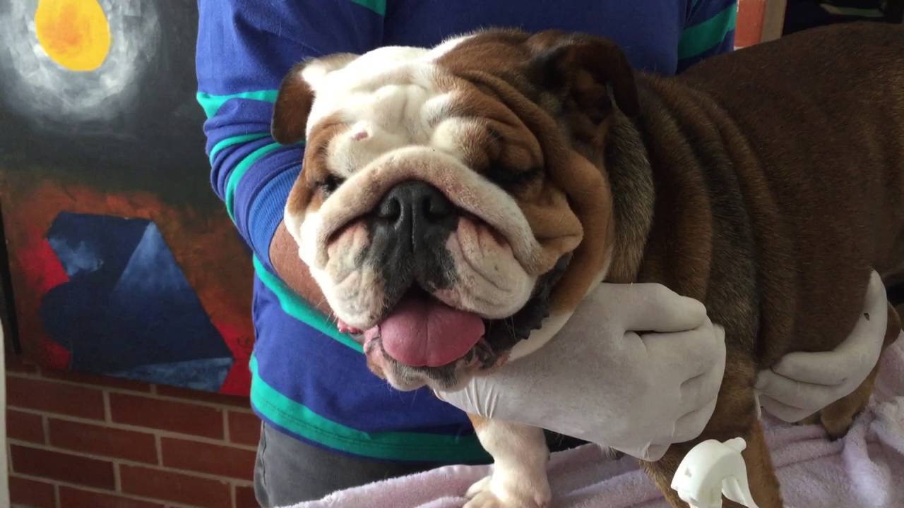How to draw Blood from Cephalic vein or Jugular vein from a dog-canine
