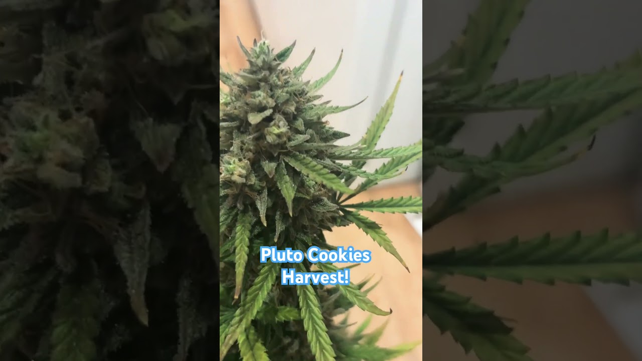 First look at the Pluto Cookies from Ethos Genetics! New Strain! #trending #garden #plants