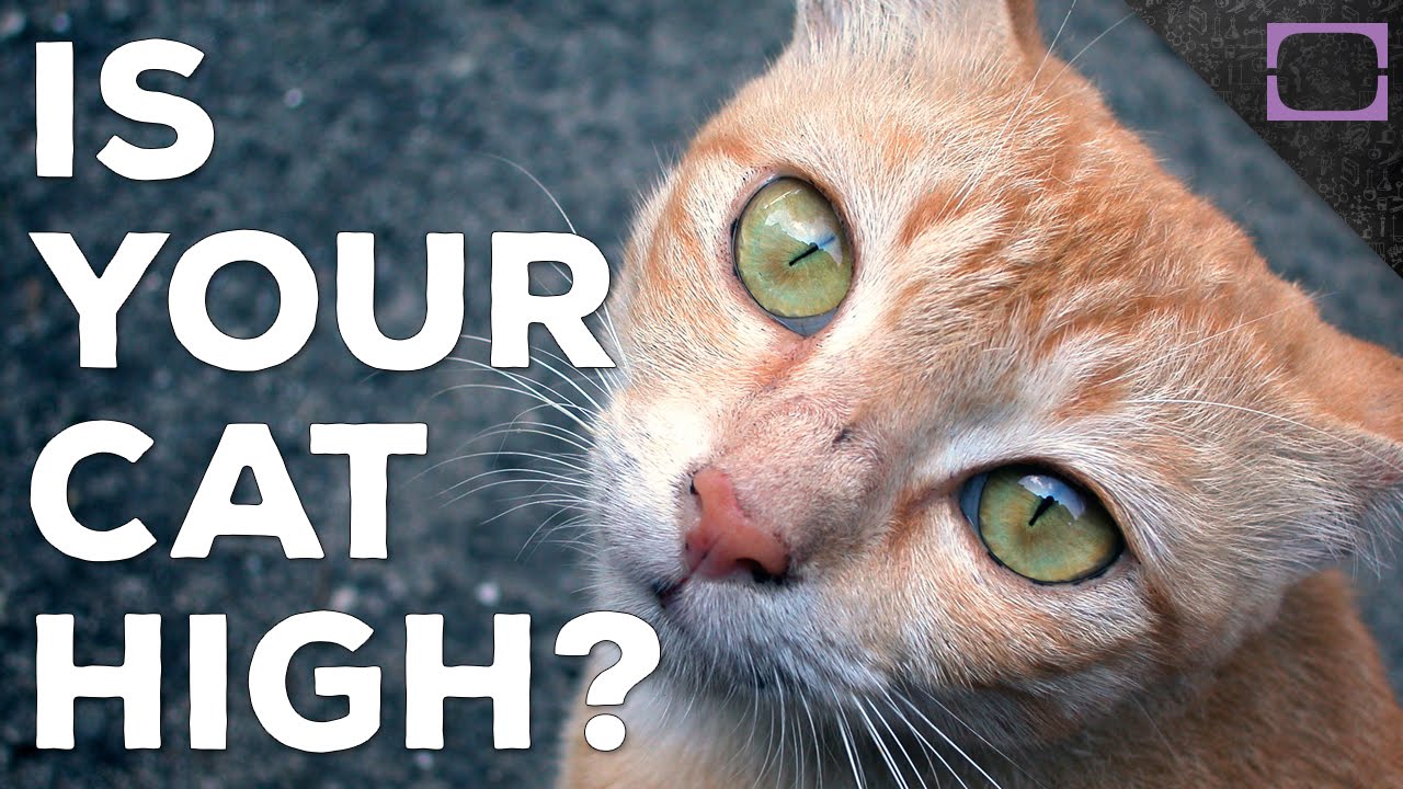 Cats Get High Too?
