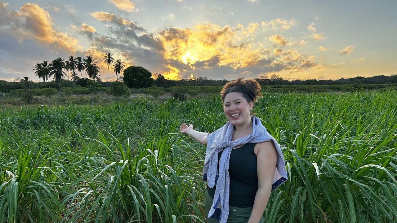 Tivemos que regar nossos cajueiros pra eles não morrerem🌳💦 Vem comigo pro sítio 🙌🏼👩🏻‍🌾