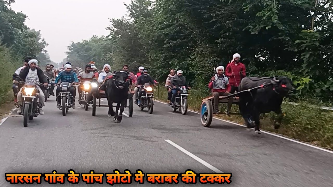 शुक्रताल गंगा जी 💥 नारसन सैल्हा रेस 5 झोटो मे कांटे की टक्कर (7KM) || शिवा विजेता || jhota race 2022