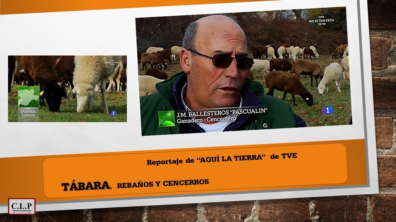 Tábara (Zamora). Rebaños y cencerros.(repor tv)