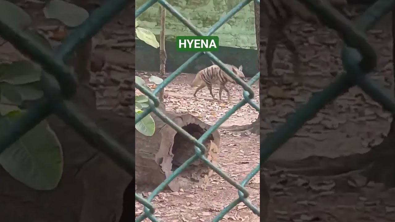 22 October 2025(OBSERVATION OF HYENA'S BEHAVIOUR)
