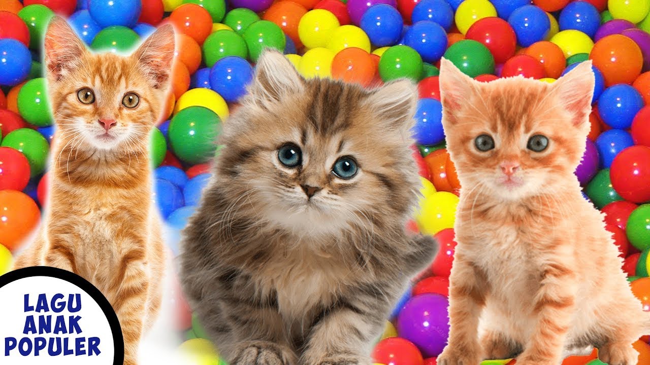 LAGU ANAK ANAK SI MEONG KUCING LUCU MANDI BOLA POPULER