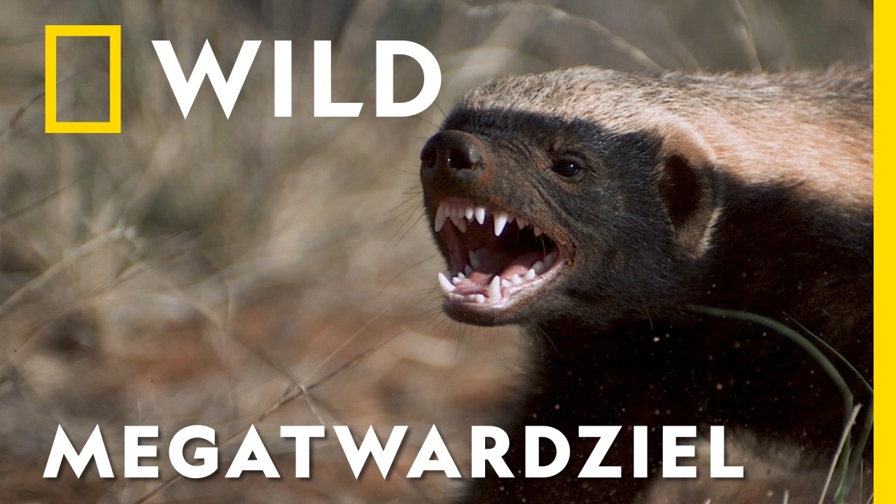 Ratel jest nie do zdarcia – w czym tkwi sekret jego sukcesu? | Miodożery: mistrzowie przetrwania