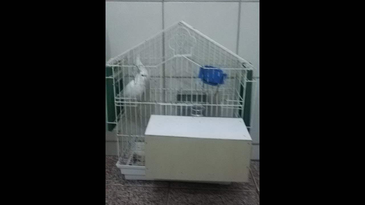 instalando ninho da calopsia em gaiola comum