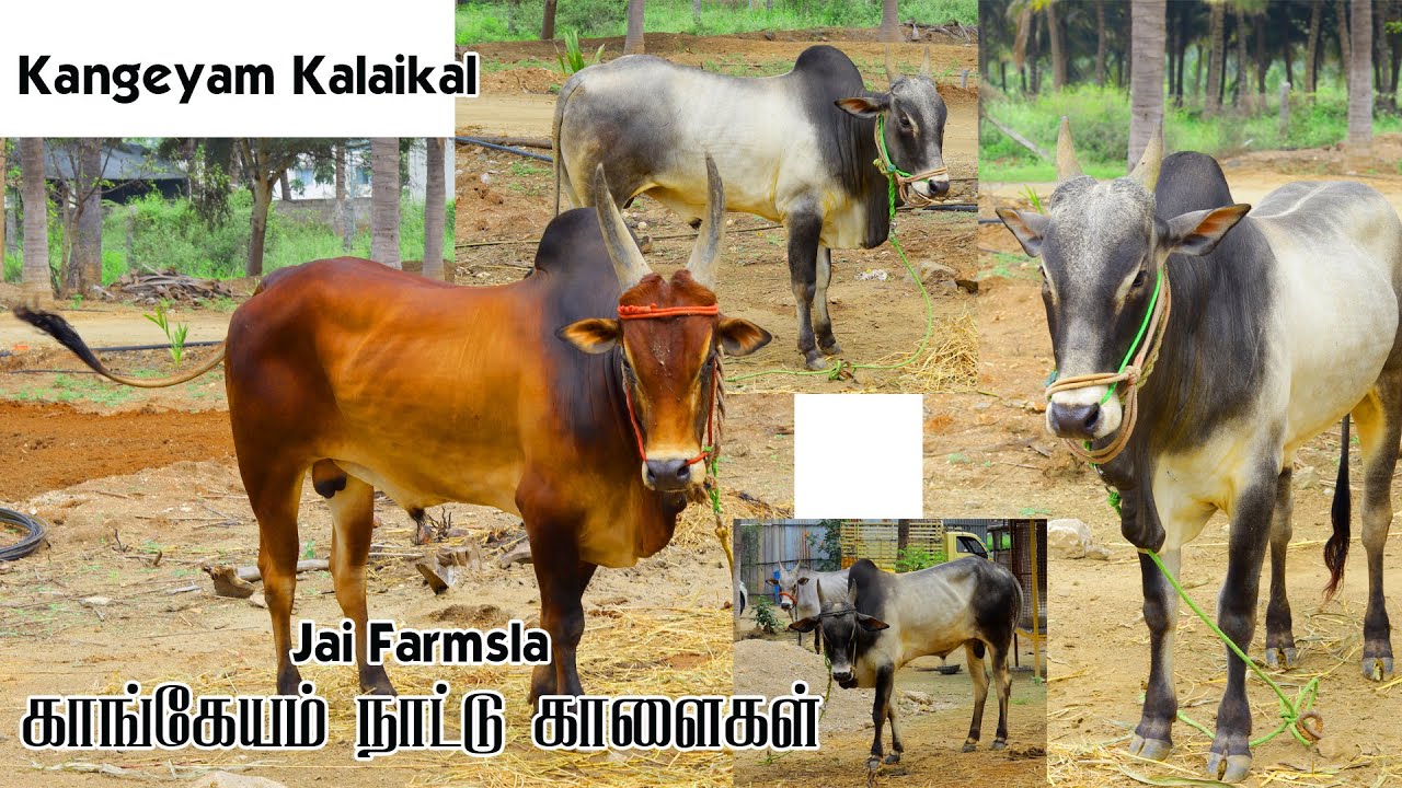 KANGEYAM KALAIKAL  JAI FARMSLA Ethanala Rate Athikam #kangeyam_breed