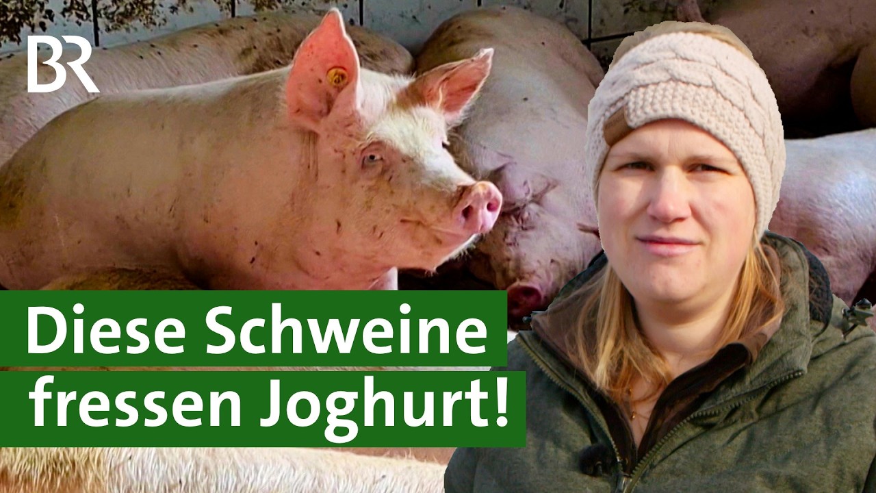 Nachhaltige Resteverwertung: Schweine füttern mit Nebenprodukten aus der Molkerei | Unser Land | BR