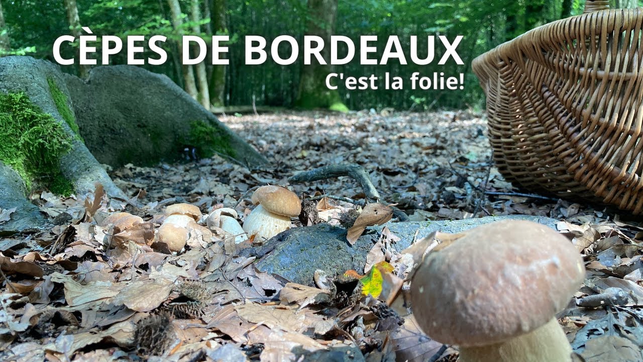 Cèpes c'est la folie! Girolles, trompettes, amanites, tous sont présents!