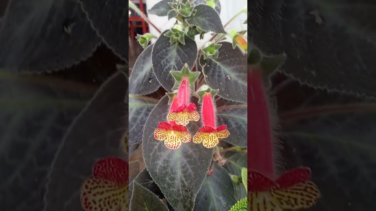 Un jardín en el luchadero