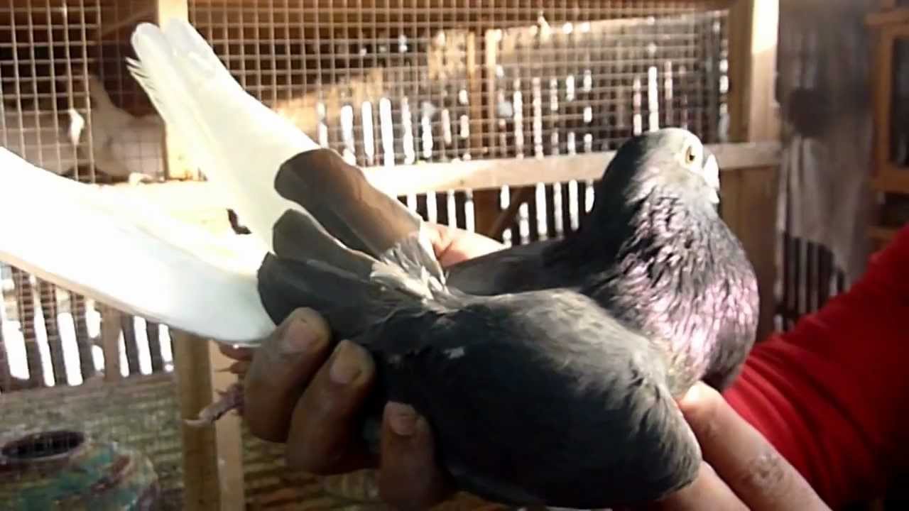 Said Goda Egyptian pigeons