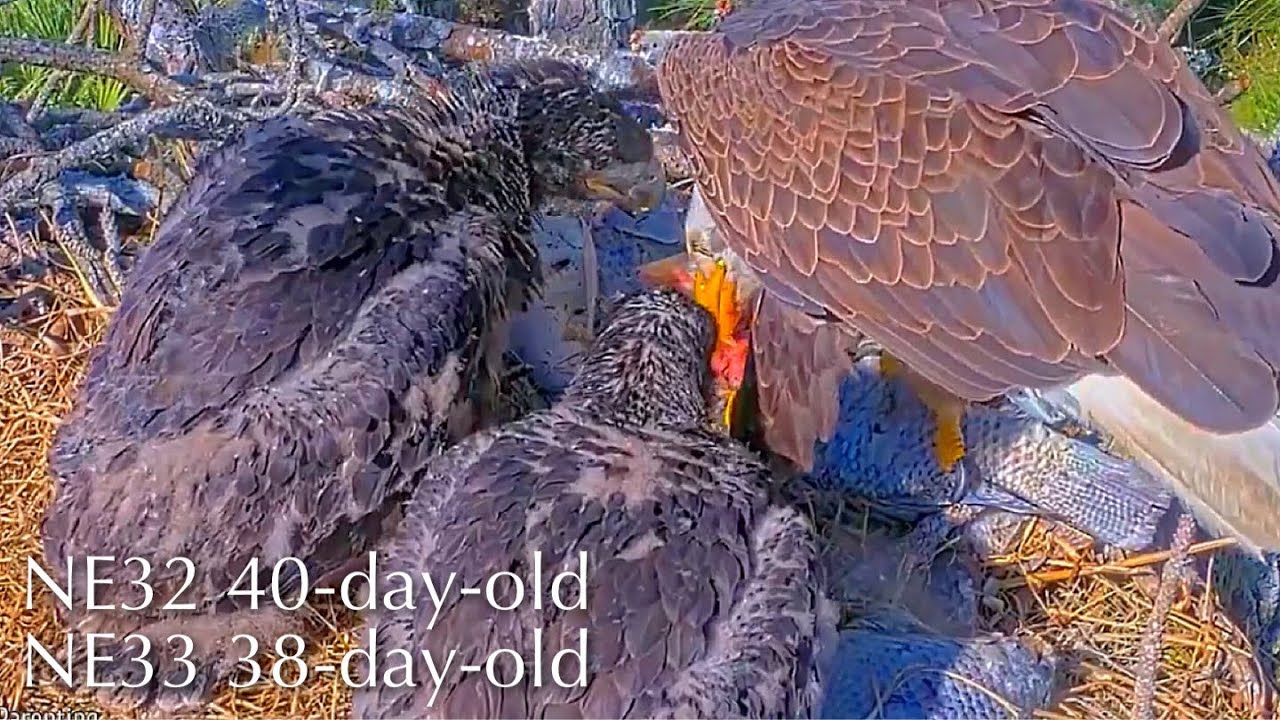 #294🦅NE32🐥40° & NE33🐥38°／NEFL 2025-2026／Gabby💗Beau／by American Eagle Foundation