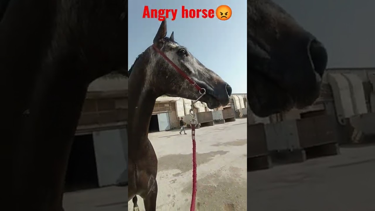 Angry horse sound| horse sound | horse sounds | horse voice | 🇮🇳🇱🇰🇺🇸🇵🇰like & subscribe  #shortsviral