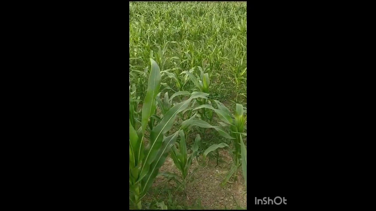 beautiful green scenery of harvest | Khan Qaisar Official
