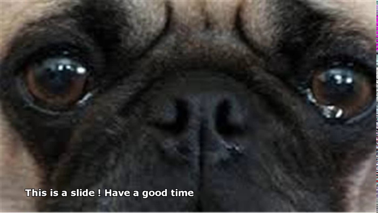 bentley pug eats butterfly