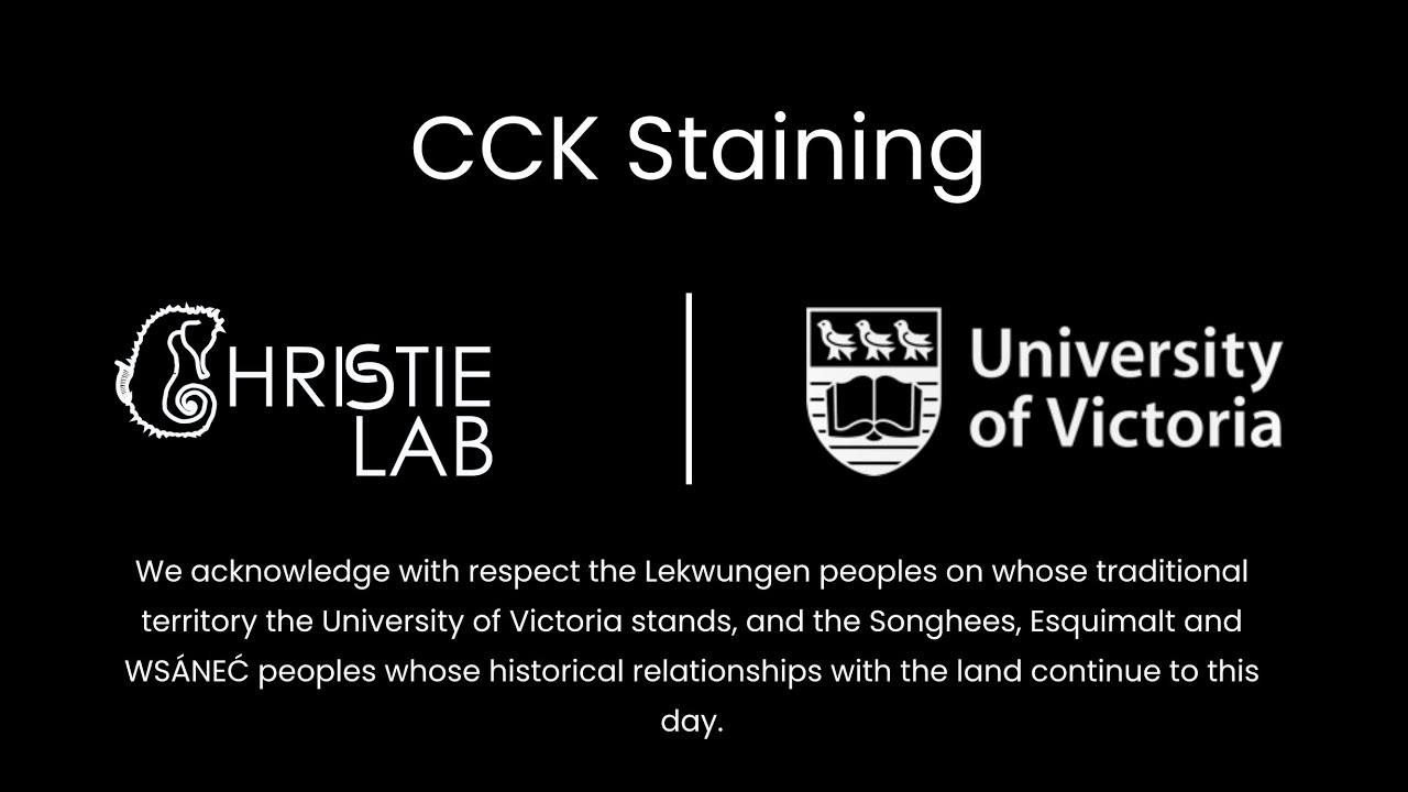 CCK Staining