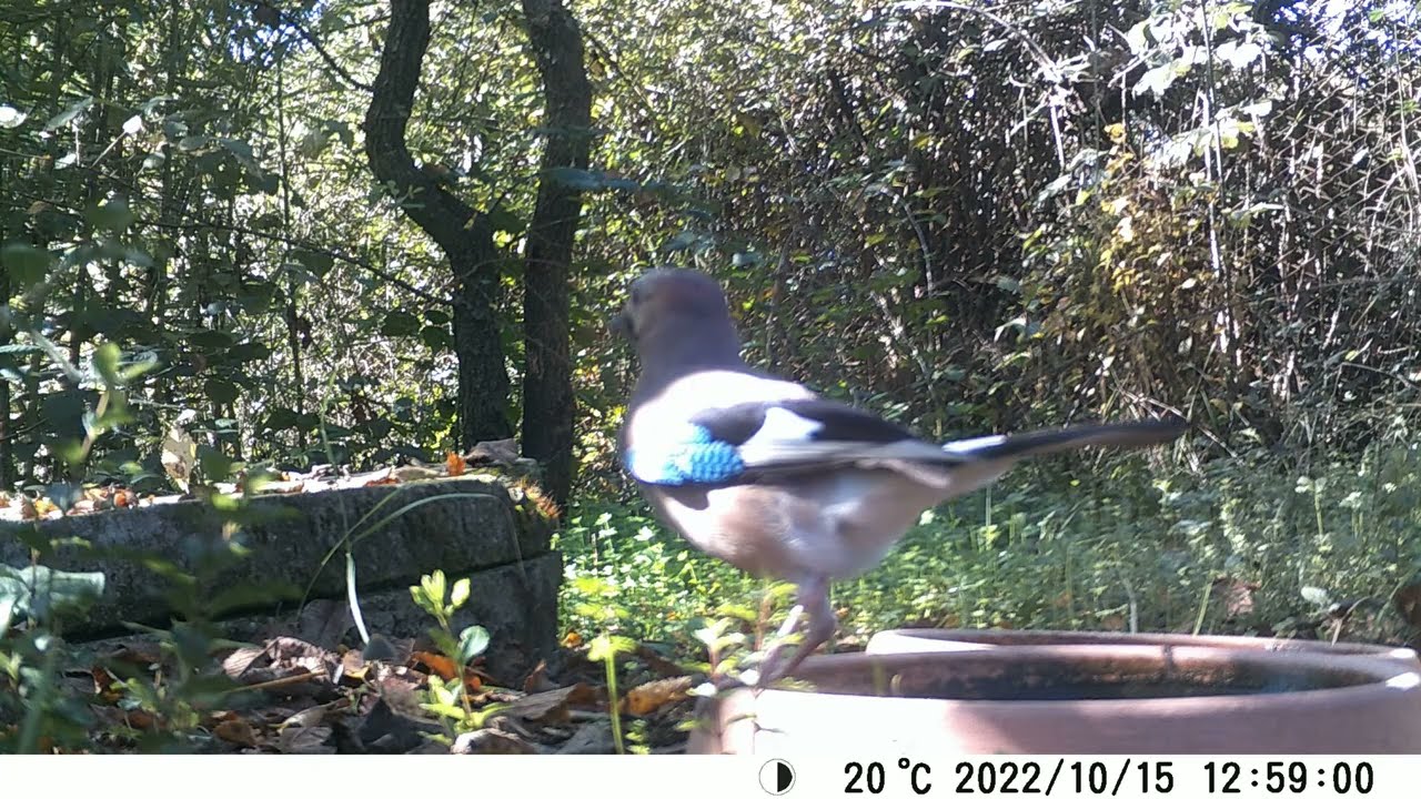 2022 10 15 Ghiandaia comune verso - Common Jay call 4K  CIOCIARIA WILD