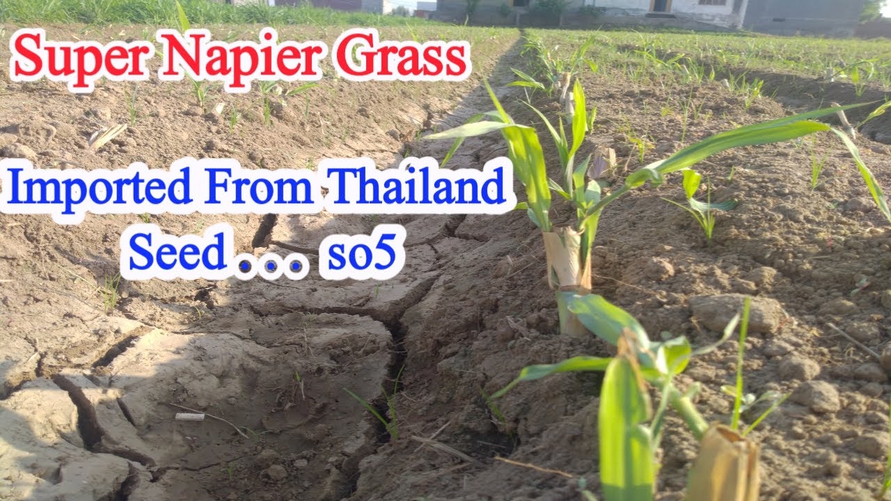 Super Napier Grass||سوپر نیپئر گراس