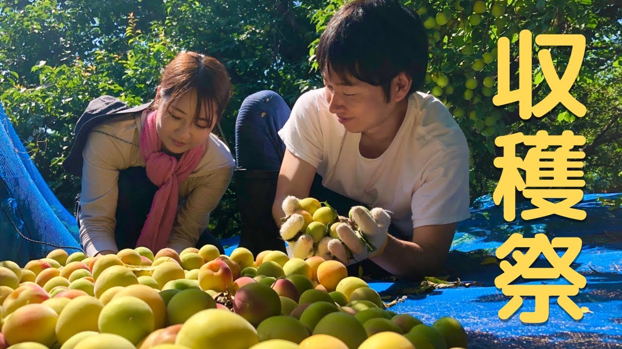 【超完熟】市場に出回らない、最高の梅を届けたい。