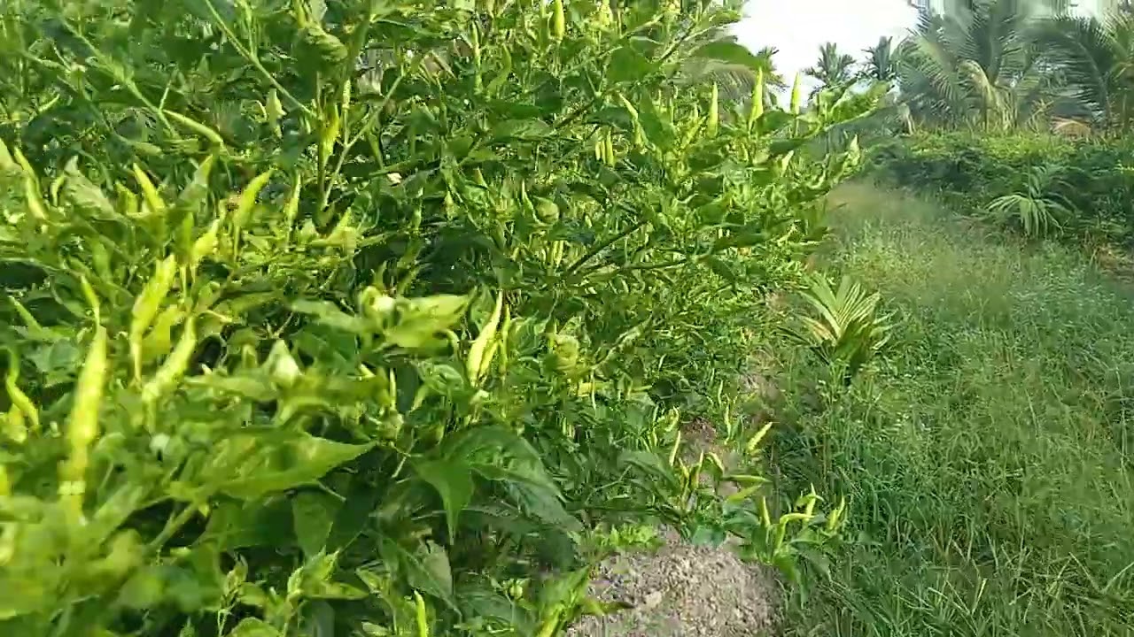 Cakra Lokal potong pucuk tunas air,kena kemarau panjang awal tanam sampai saat ini tetap Stabil...