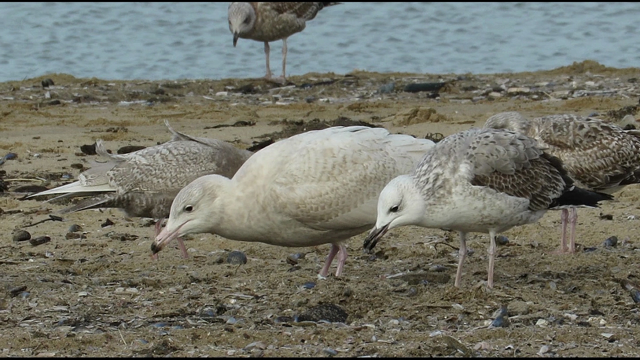 First winter Caspian Gull in very rare company / Scheveningen - Netherlands / 3-2-2017
