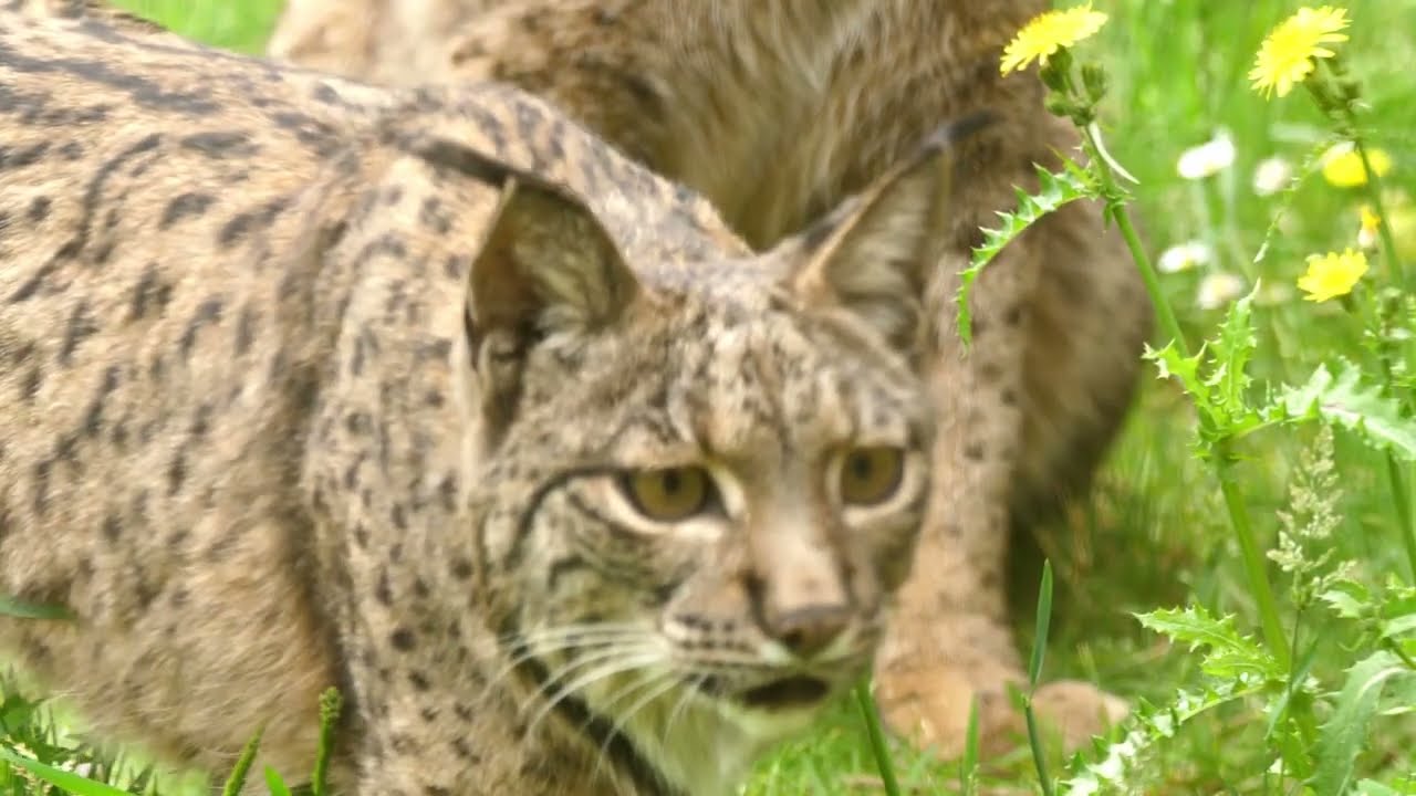 200 capítulos de WILD SPAIN ! Hoz del Júcar, Albacete.