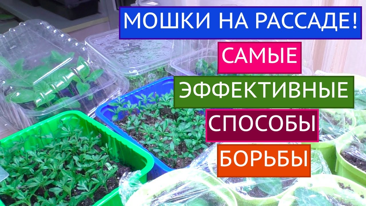 ПРОЩАЙ КОМАРИК! НА МОЕЙ РАССАДЕ ТЕБЕ НЕ МЕСТО!