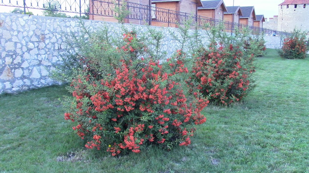 ПИРАКАНТА КРАСИВЫЙ КУСТАРНИК ДЛЯ САДА!