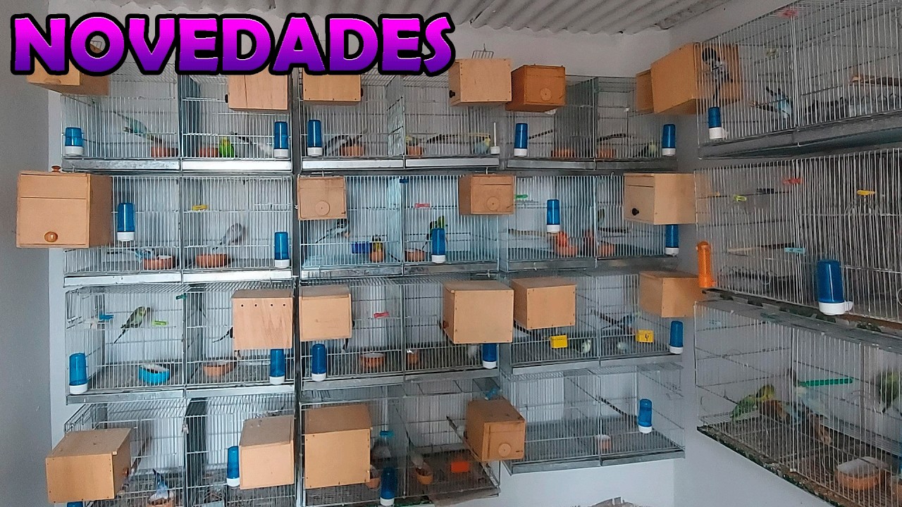 NOVEDADES EN EL AVIARIO.😎😎