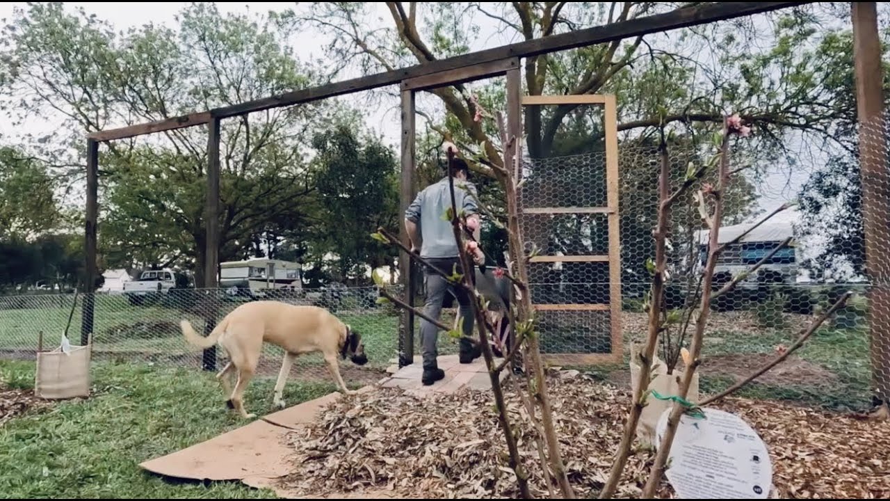 one hectare - getting the orchard rabbit proof